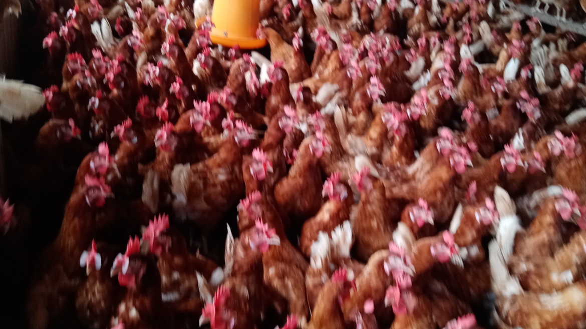 Sahoue Chicken